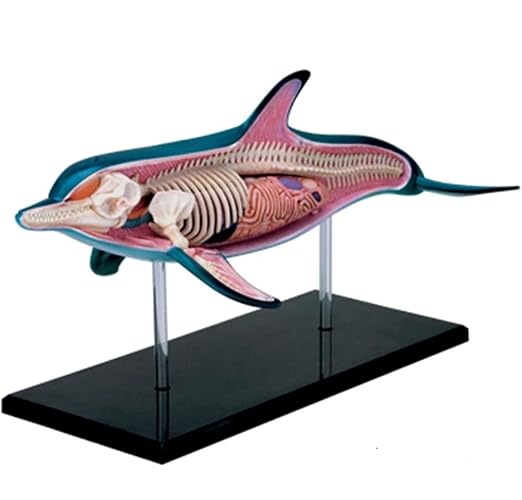 4D Vision Dolphin Anatomy Model, 18 Organs and Body Parts, Three Dimensional Puzzle Dolphin Anatomical Model, Dolphin Intelligence Skeleton Specimen Model