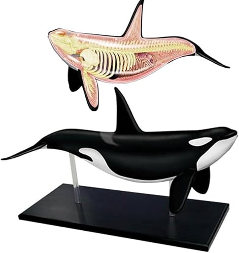 4D Vision Whale Anatomy Model,16 Detachable Whale Organ Skeleton Model,Animal Anatomy Model for Biology Medical Teaching and Research