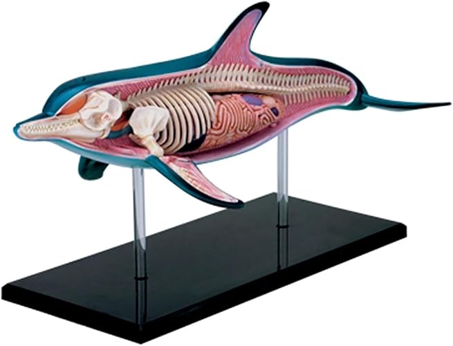 4D Vision Dolphin Anatomy Model, Dolphin Skeleton Anatomy Model, Marine Animal Assembled Figure Education Kit Gift, Detachable 18 Parts, for Teaching Demonstration Science Study