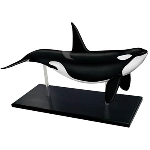 VDHBKOQBF 4D Whale Organ Anatomy Model, Animal Anatomy Organ Anatomy,Marine Organism Decoration, Detachable 16 Organ Parts for Teaching Study Tools