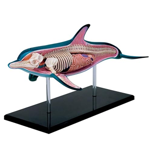 4D Master Dolphin Model Marine Animal Assembled Figure Education Kit Gift, Animal Anatomy Model for Teaching Demonstration Science Study