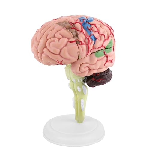 4D Anatomy Brain Model Disassembled Human Brain Model Structural Anatomy Medical Teaching Learning Tool,Plastic Human Head Anatomy Model