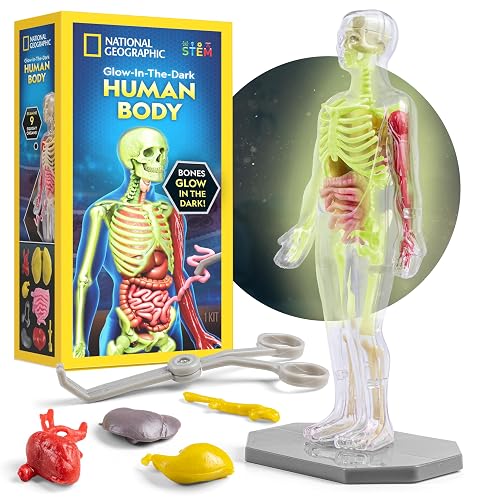 National Geographic Human Body Model for Kids 32-Piece Anatomy Set | Glow-in-the-Dark Bones, Organs & Muscles, Forceps and ID Chart, Anatomy and Physiology Learning, STEM Toy, Birthday Gift