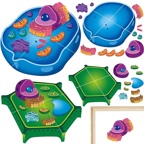 2 Set Magnetic Animal and Plant Cell Model Clearly Magnets Anatomy Models Science Kits Back to Biology Decor for Lab Decorations Teacher Must Haves Learning Aid