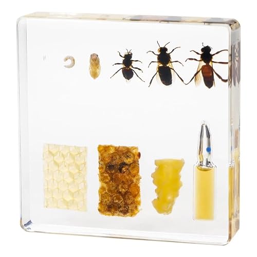 Bee Life Cycle Kit, Bee Specimen Real Insect Taxidermy Resin Encased Larvae, Perfect for Life Cycle of a Bee Science Education Biology Decor Lab Supply Display